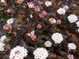 Physocarpus Diabolo" 1.00 - 1.20 m Physocarpus opulifolius "Diabolo"