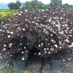 Physocarpus Diabolo" 1.00 - 1.20 m Physocarpus opulifolius "Diabolo"