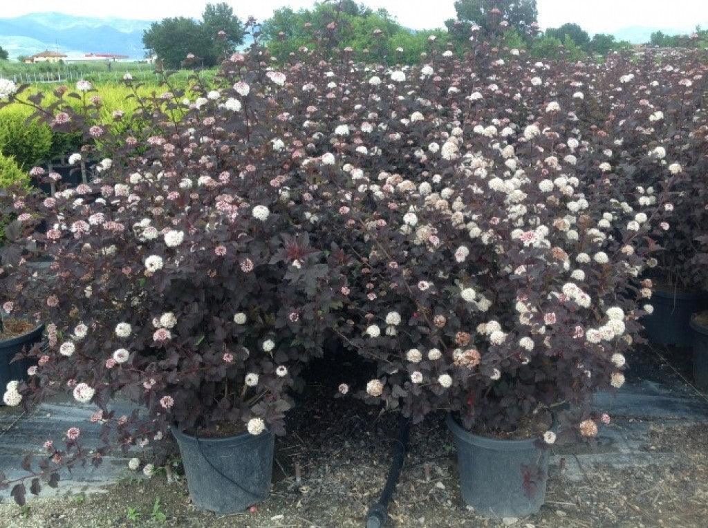 Physocarpus Diabolo" 1.00 - 1.20 m Physocarpus opulifolius "Diabolo"