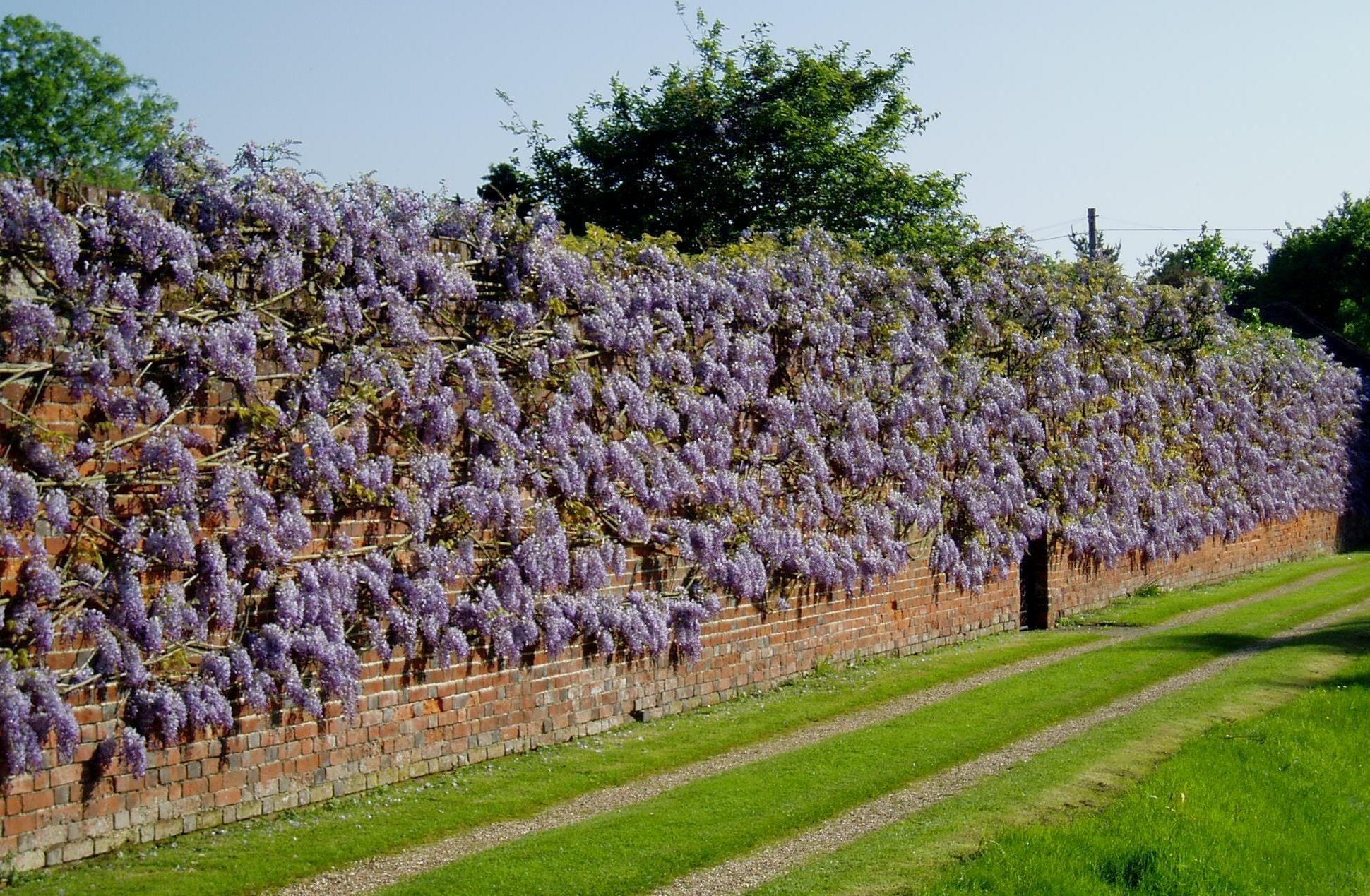 Chinese wisteria Prolific" 2.00 m Wisteria chinensis "Prolific"