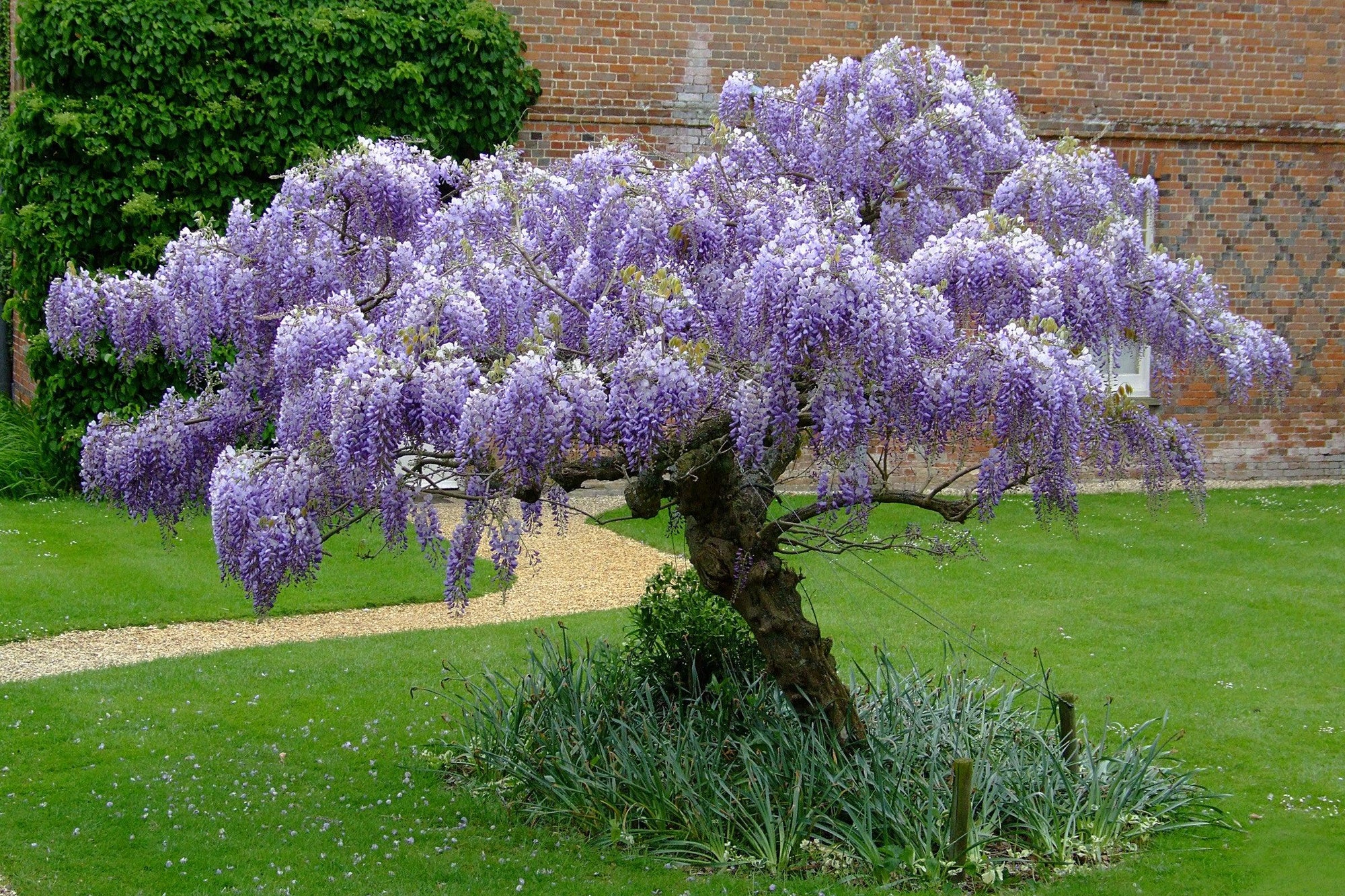 Glicina chinezească arbore 2.00 m Wisteria chinensis Prolific"