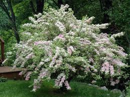 Weigela Nana Variegata" 0.60 - 1.00 m Weigela "Nana Variegata"