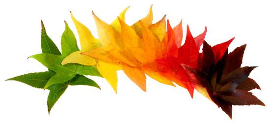 The gum tree 3.50 - 4.50 m Liquidambar styraciflua