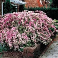 Weigela Nana Variegata" 0.60 - 1.00 m Weigela "Nana Variegata"