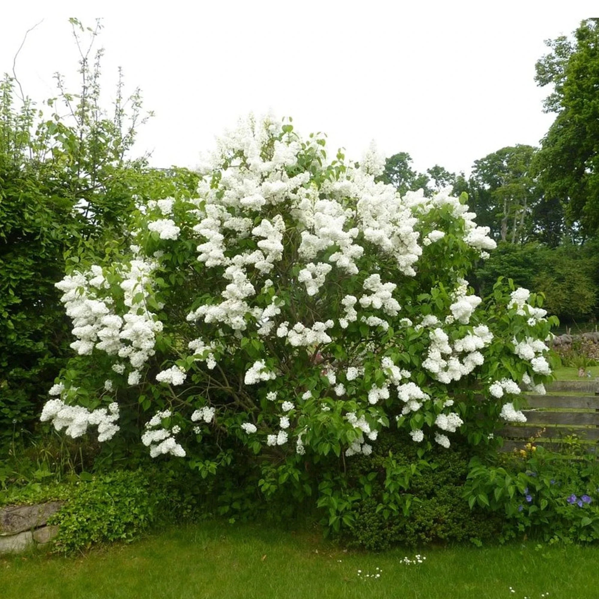 Liliac Madame Lemoine" 1.20 - 1.50 m Syringa vulgaris "Madame Lemoine"