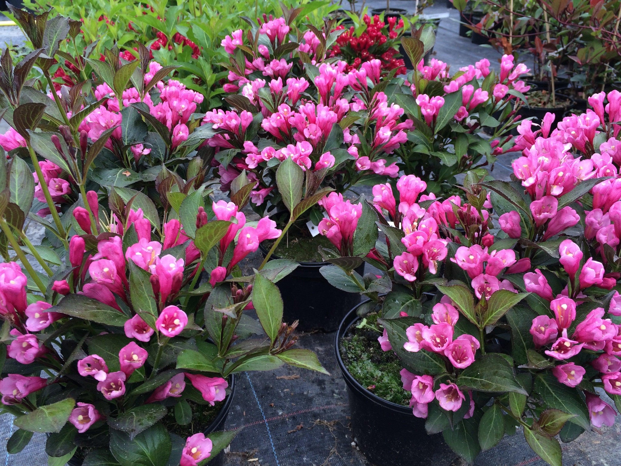 Purple Weigela" 0.80 - 1.00 m Weigela florida "Purple"