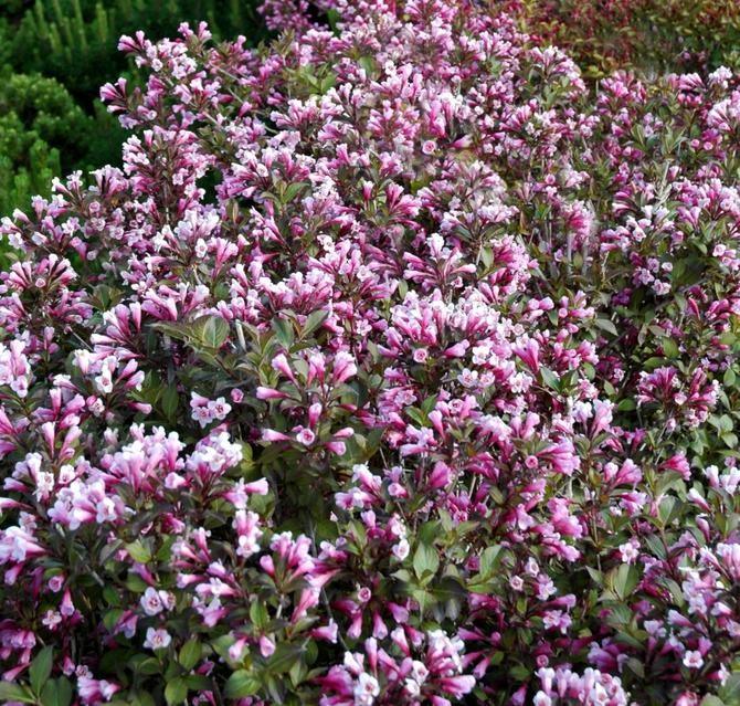 Purple Weigela" 0.80 - 1.00 m Weigela florida "Purple"
