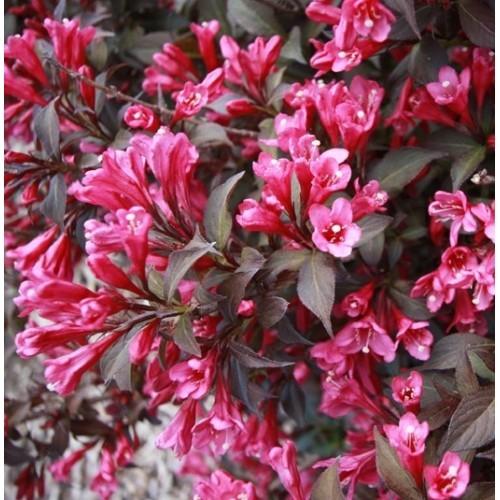 Purple Weigela" 0.80 - 1.00 m Weigela florida "Purple"