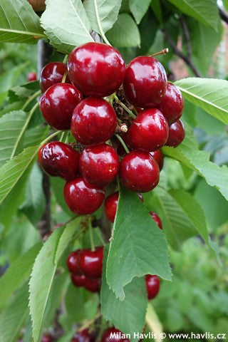 Cherry Van" 1.80 - 2.30 m Prunus avium "Van"