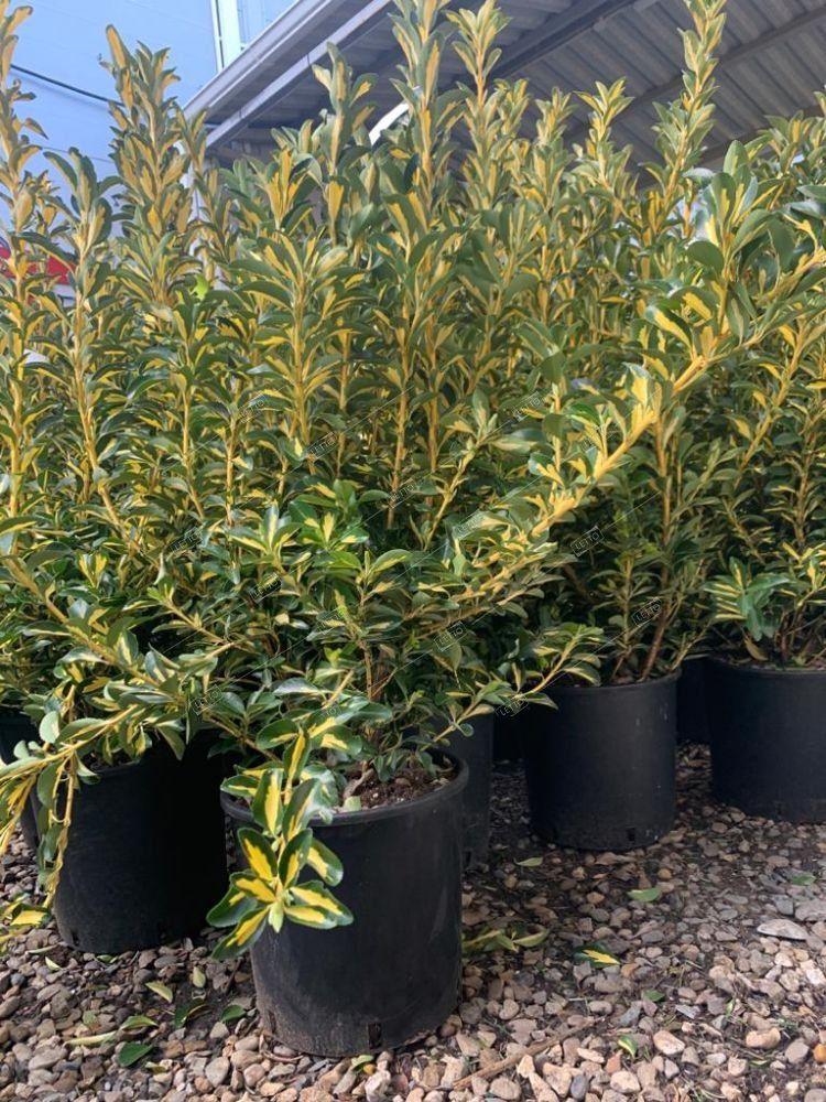 Japanese sage "Aureopictus" 0.60 -0.80 m Euonymus japonicus Aureopictus"