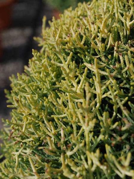 Chiparos de Arizona fastigiat auriu 1.00 - 1.20 m Cupressus arizonica ‘Fastigiata Aurea’