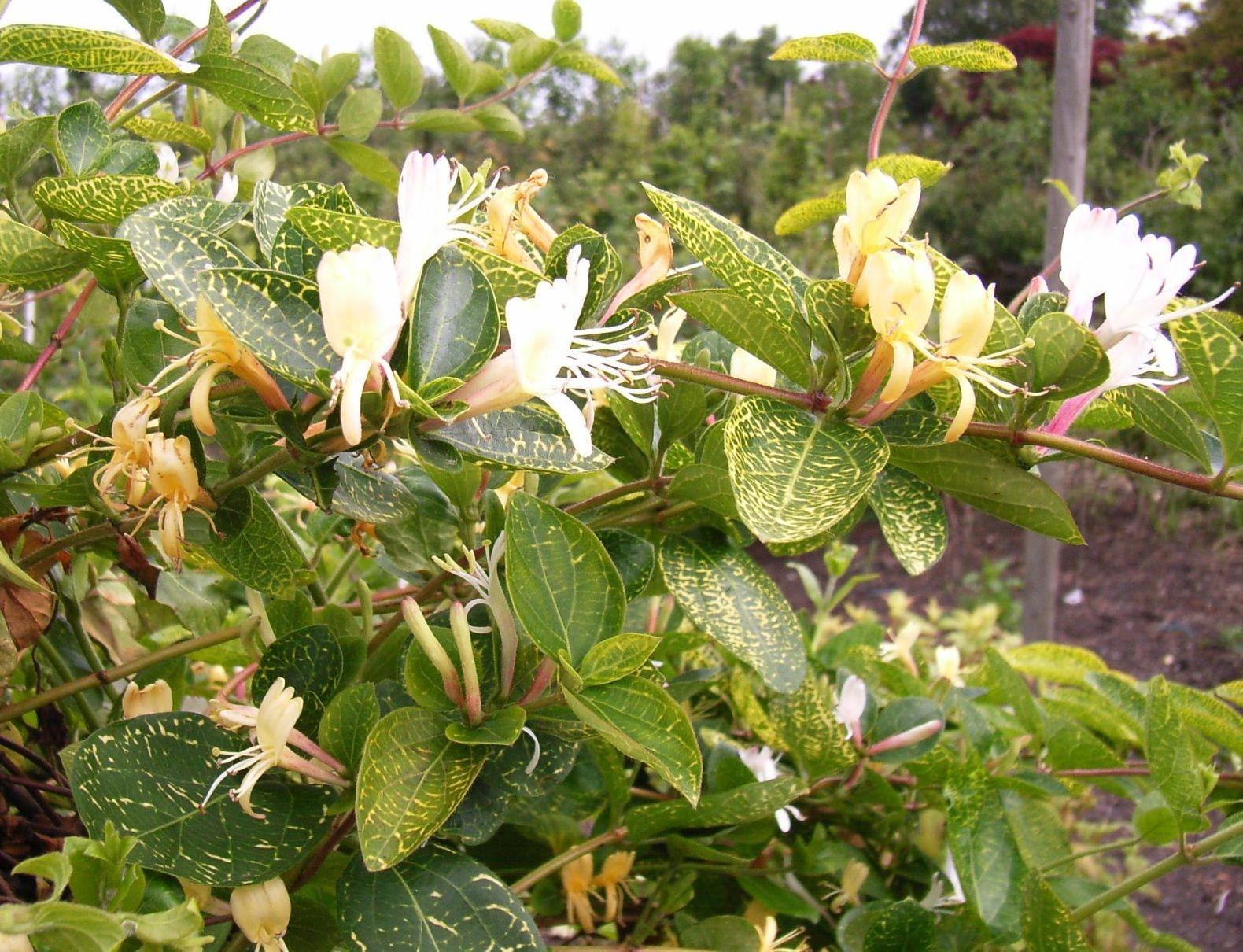 Lonicera Aureoreticulata" 1.00 - 1.50 m Lonicera japonica "Aureoreticulata"