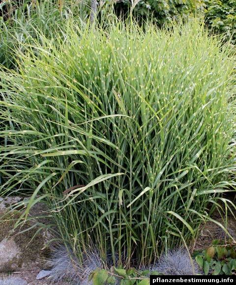 Elephant grass Strictus" 1.00 - 1.50 m Miscanthus sinensis "Strictus"