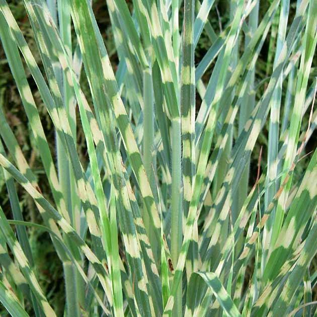 Elephant grass Strictus" 1.00 - 1.50 m Miscanthus sinensis "Strictus"