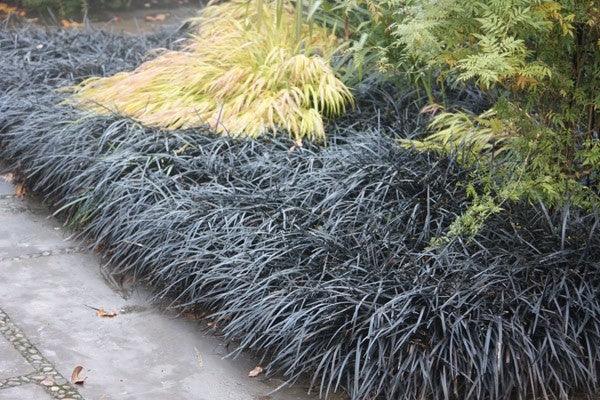 Iarba neagra Black Dragon" 0.10 - 0.20 m Ophiopogon "Black Dragon"