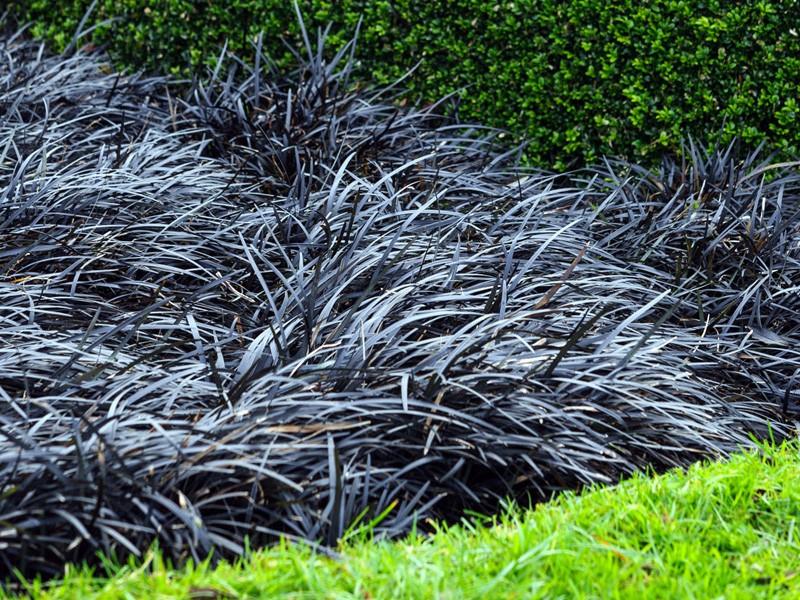 Iarba neagra Black Dragon" 0.10 - 0.20 m Ophiopogon "Black Dragon"