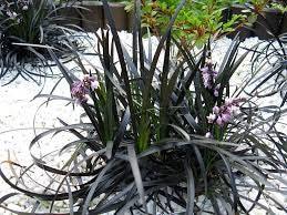 Iarba neagra Black Dragon" 0.10 - 0.20 m Ophiopogon "Black Dragon"