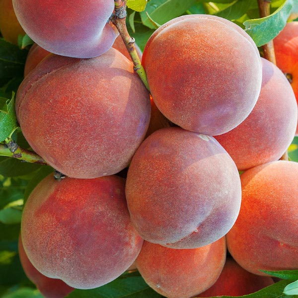 Peach "Dixired" 1.80 - 2.30 m Prunus persica "Dixired"