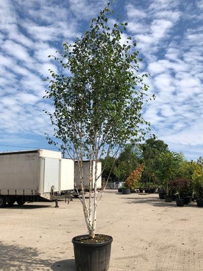 Mesteacan multitulpinal Doorenbos" 3.00 - 3.50 m Betula utilis "Doorenbos"
