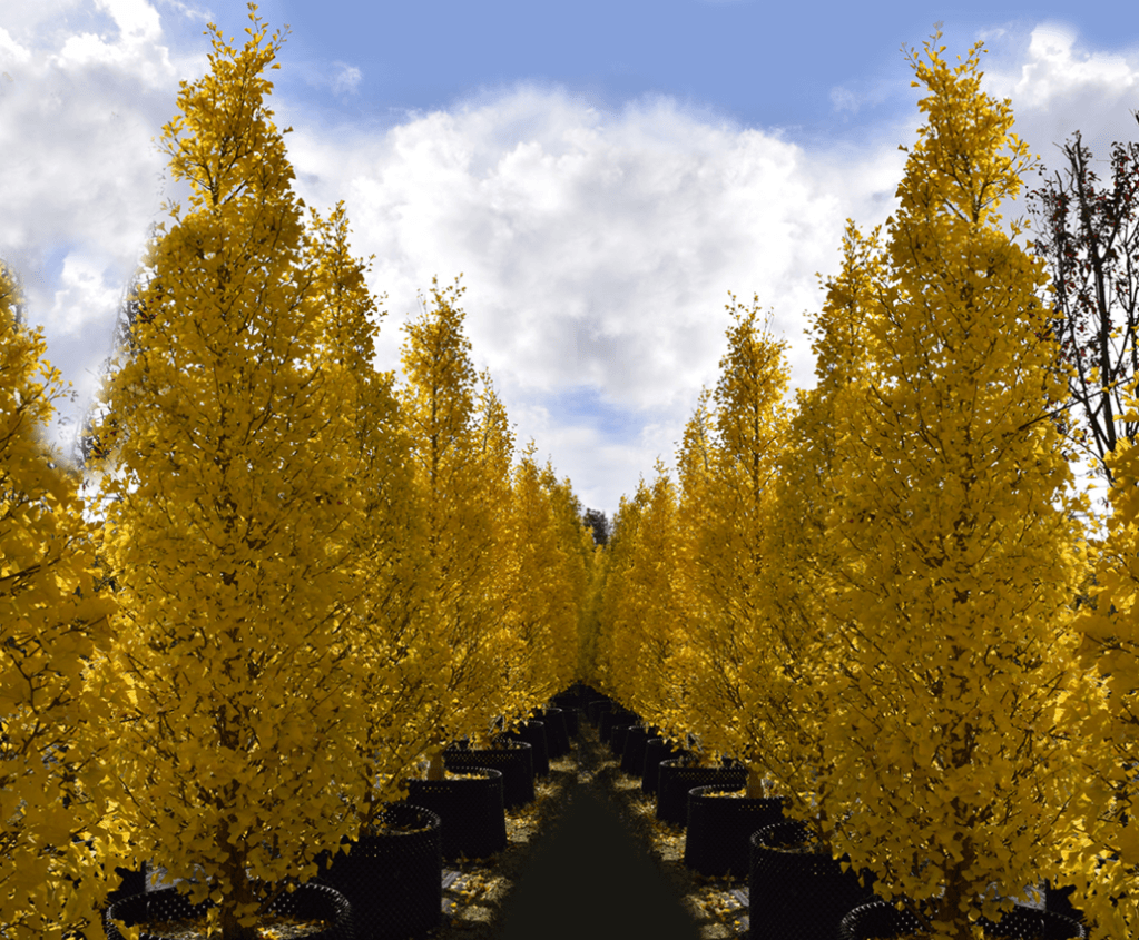 Carpen columnar 2.50 - 3.00 m Carpinus betulus Fastigiata"