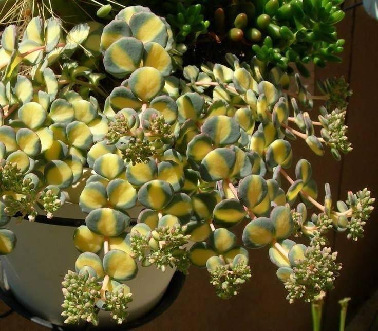 Iarba grasa 0.10 - 0.20 m Sedum sieboldii Mediovariegatum"