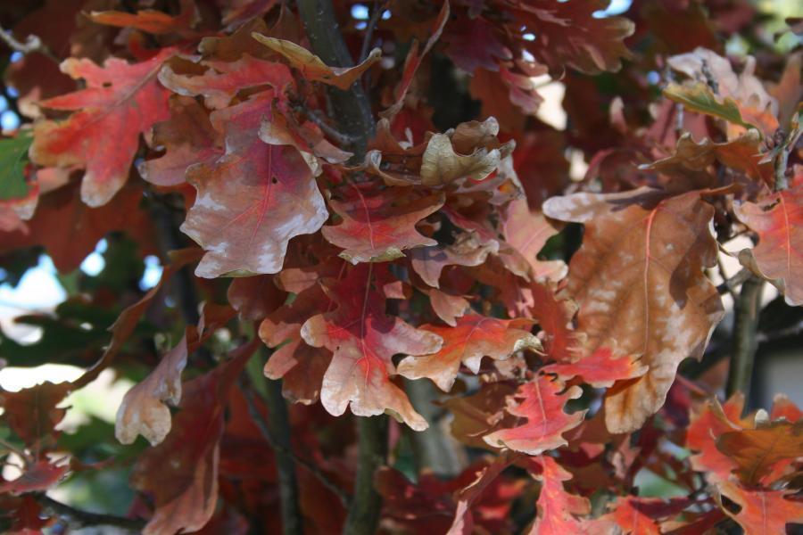 Pedunculate oak 3.00 - 4.00 m Quercus robur