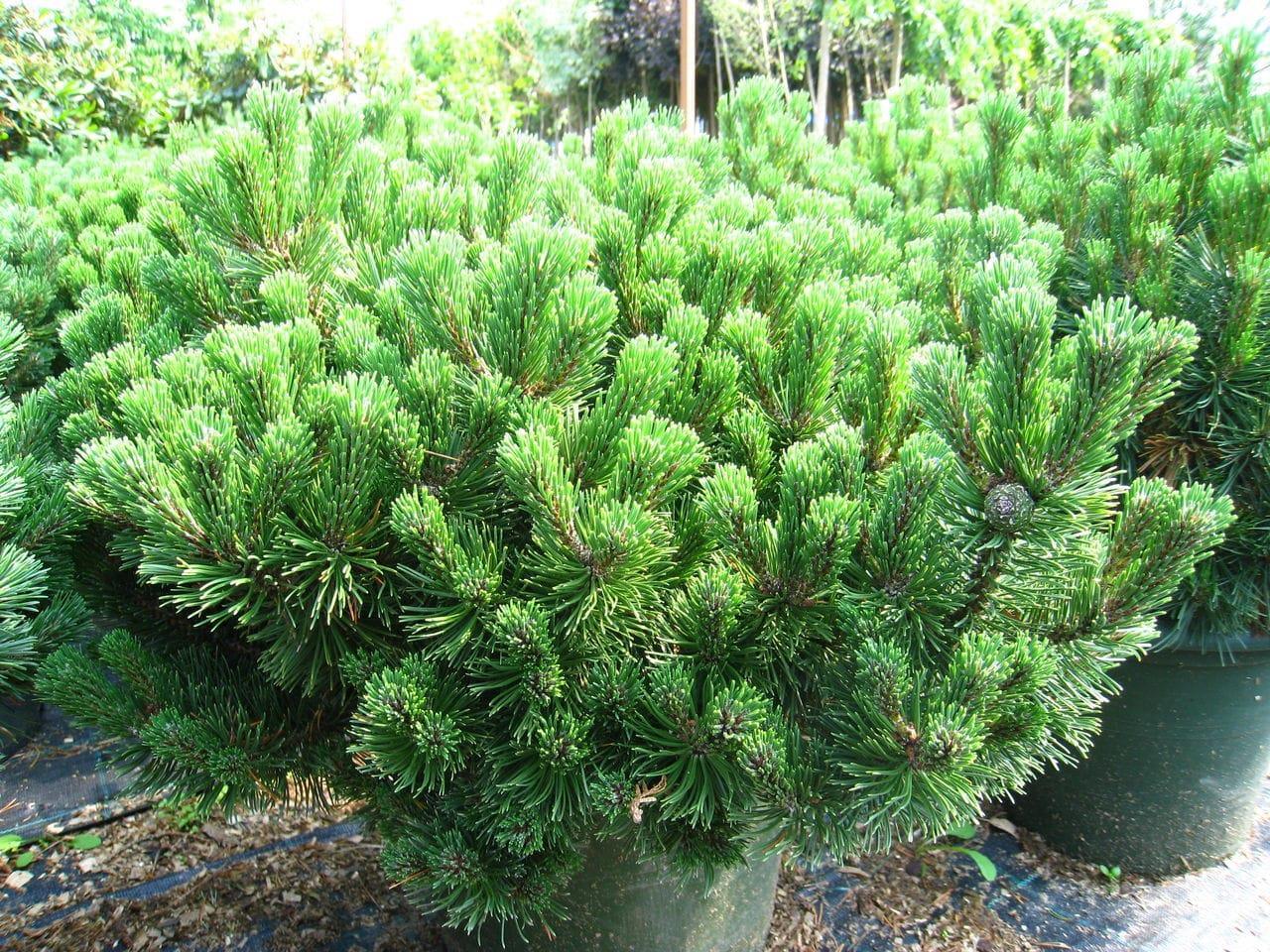 Pin pitic Gnom" 0.50 m - 0.80 m Pinus mugo "Gnom"