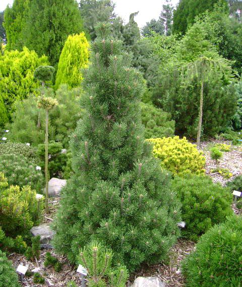 Pin pitic Columbo" 0.50 m - 0.80 m Pinus mugo "Columbo"