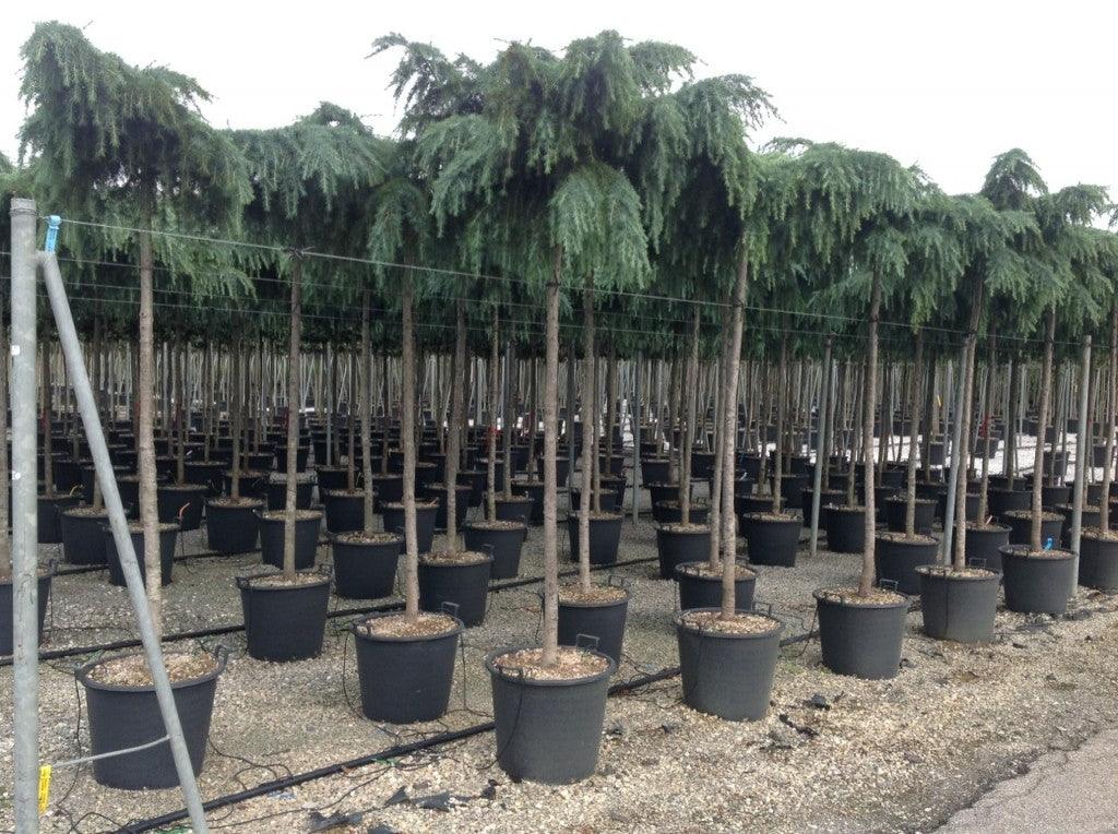 Himalayan cedar Feelin Blue" 2.50 - 3.00 m Cedrus deodora "Feelin Blue"
