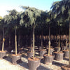 Cedru de Himalaya Feelin Blue" 2.50 - 3.00 m  Cedrus deodora "Feelin Blue"