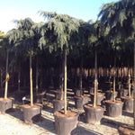 Cedru de Himalaya Feelin Blue" 2.50 - 3.00 m  Cedrus deodora "Feelin Blue"
