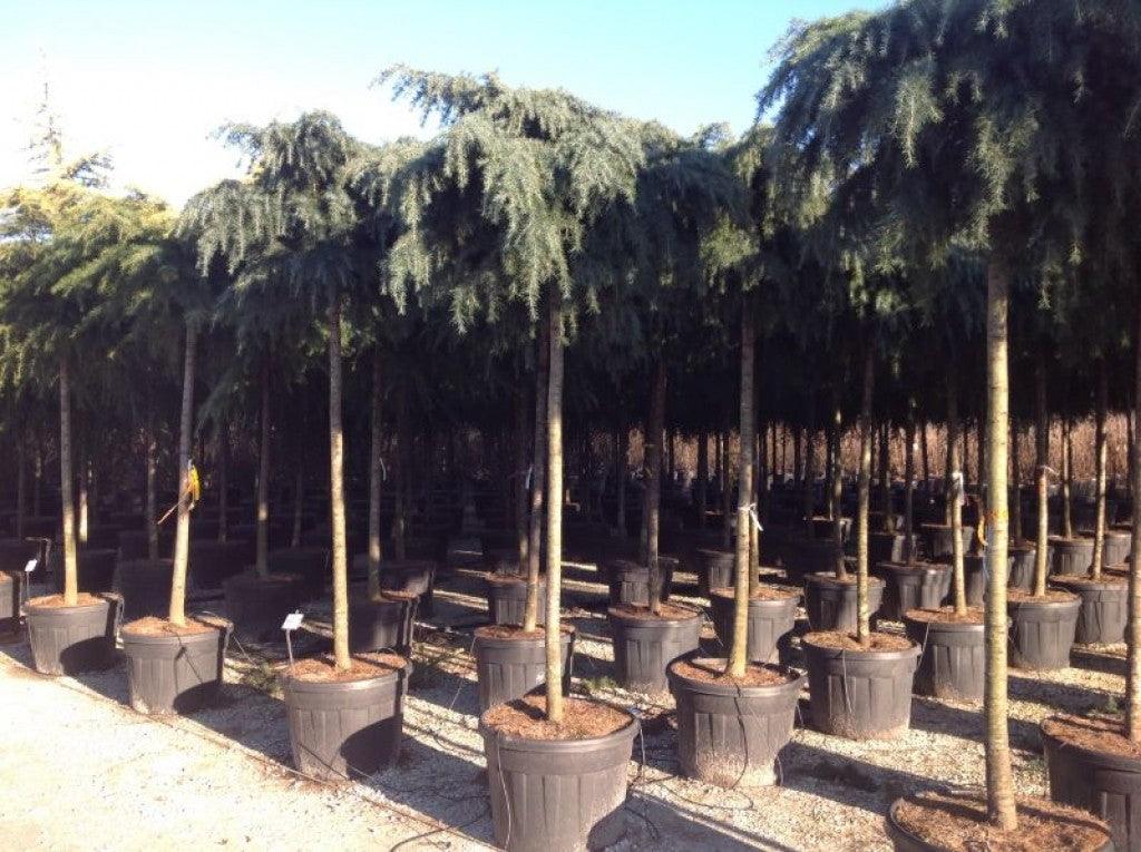 Himalayan cedar Feelin Blue" 2.50 - 3.00 m Cedrus deodora "Feelin Blue"