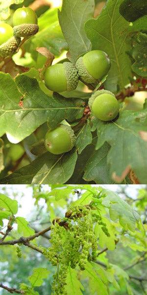 Columnar oak Koster" 3.00 - 3.50 m Quercus robur "Fastigiata Koster"