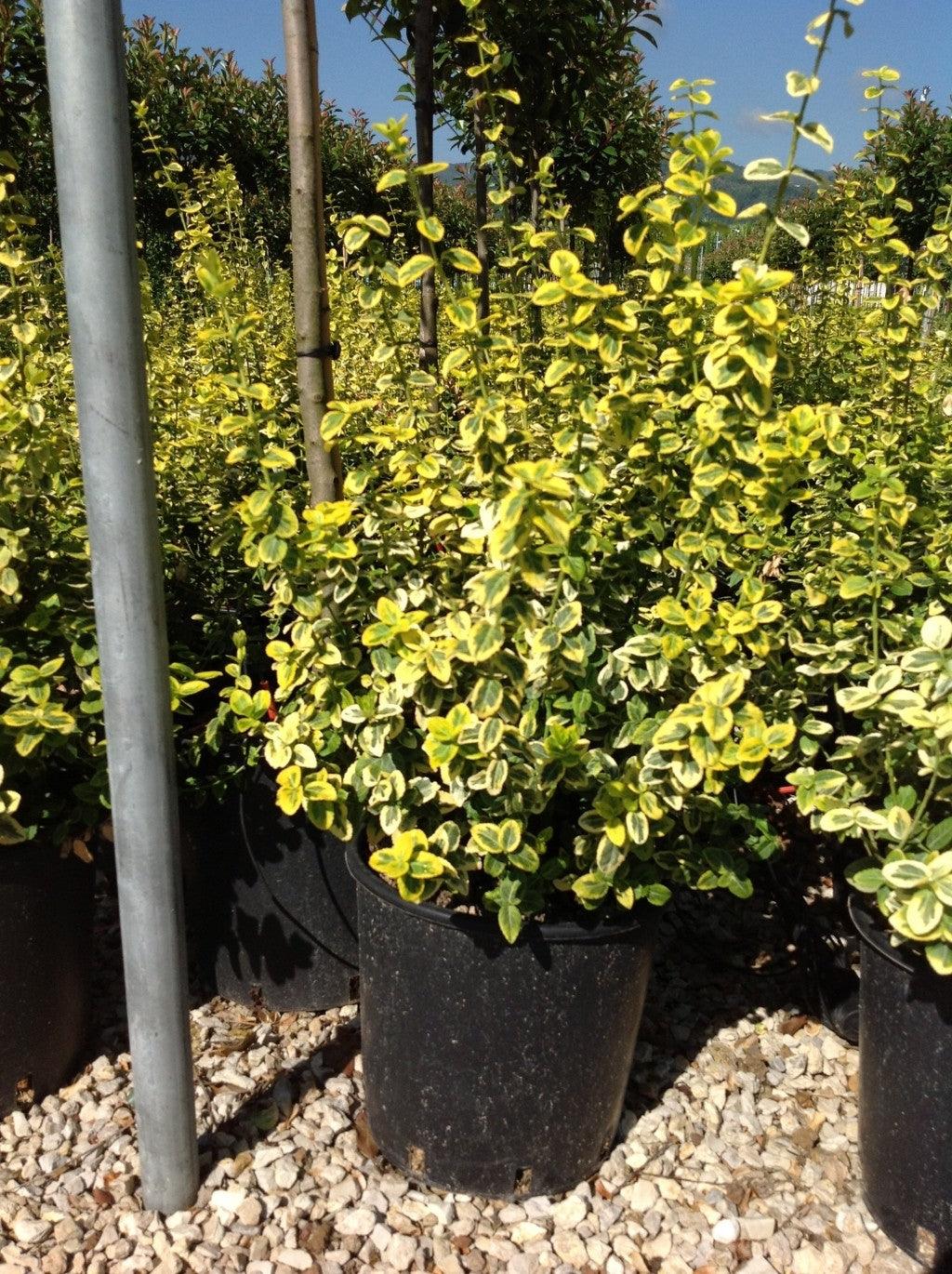 "Emerald Gold" 1.00 -1.20 m Euonymus Emerald Gold"