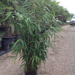 Bambus vesnic verde 1.50 -2.00 m  Bambusa metake