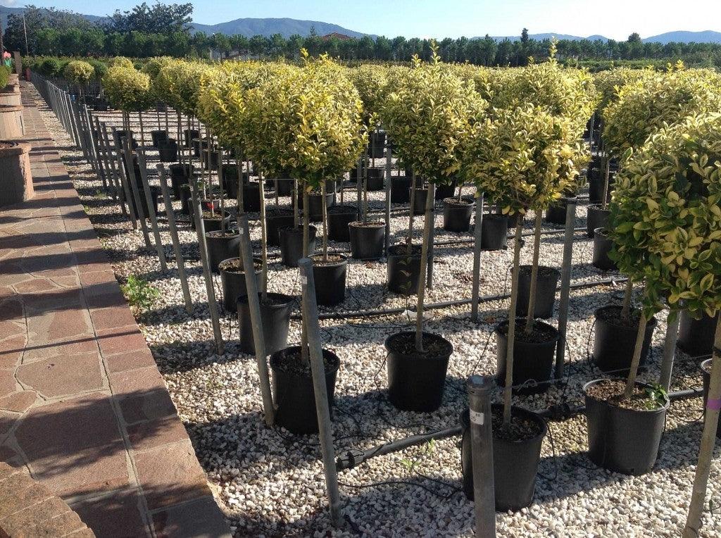 Golden dogwood 1.50 - 1.60 m Ligustrum Ovalifolium Aureum ""