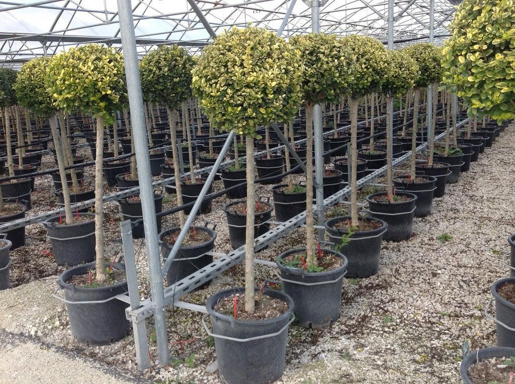 Golden dogwood 1.50 - 1.60 m Ligustrum Ovalifolium Aureum ""