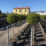 Lemn cainesc auriu 1.50 - 1.60 m  Ligustrum Ovalifolium Aureum ""