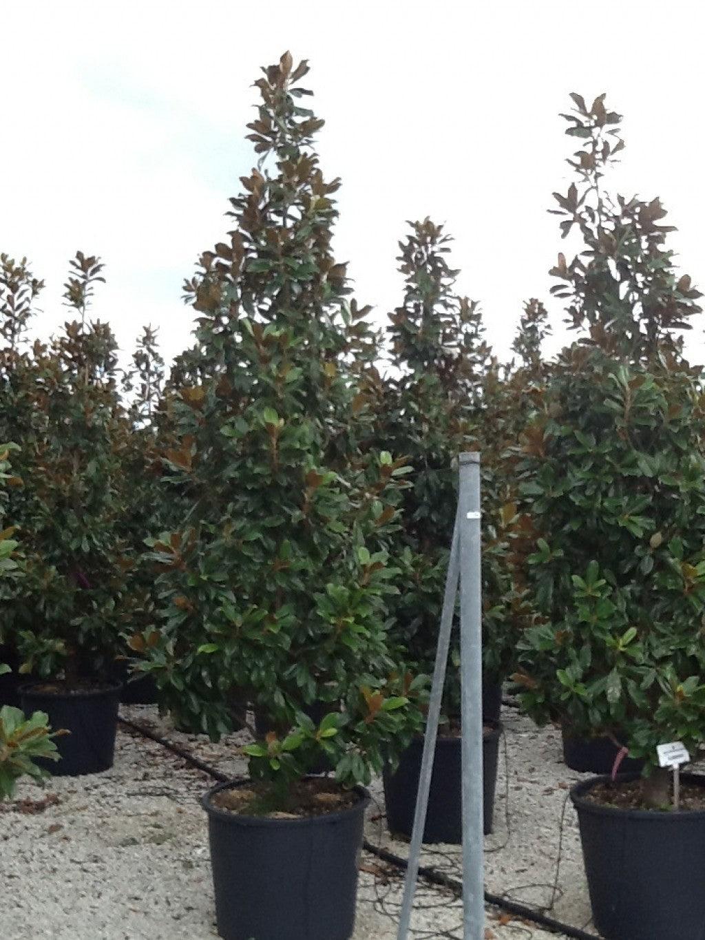 Magnolia evergreen Goliath" 1.75 - 2.00 m Magnolia grandiflora "Goliath""
