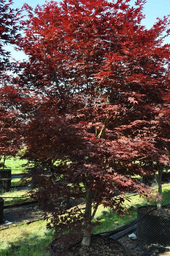 Artar japonez Fireglow" 1.80 - 2.00 m Acer palm "Fireglow"