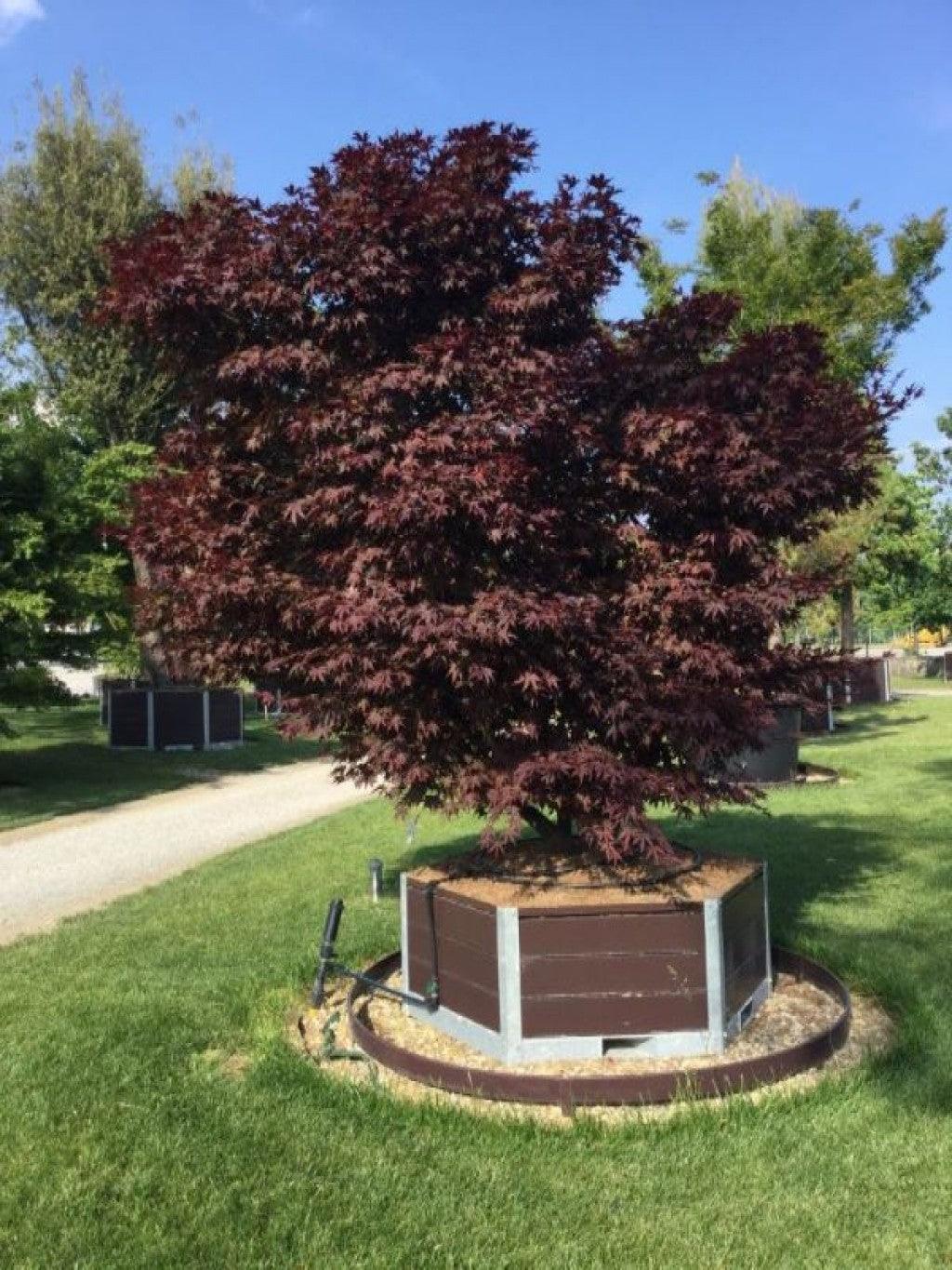 Japanese maple Fireglow" 1.80 - 2.00 m Acer palm "Fireglow"