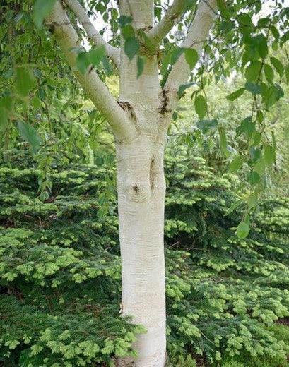 Birch Doorenbos" 3.00 - 4.00 m Betula utilis "Doorenbos"
