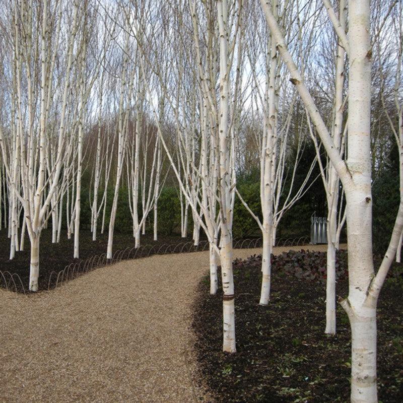 Birch Doorenbos" 3.00 - 4.00 m Betula utilis "Doorenbos"