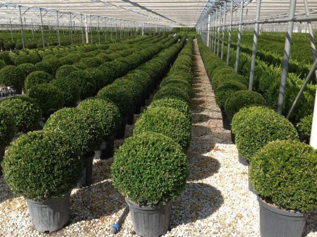 Buxus Faulkner" minge 0.40- 0.50 m Buxus microphylla"Faulkner"