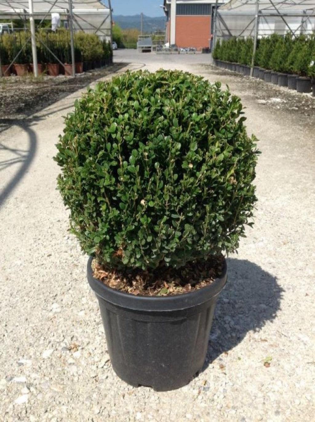 Buxus Faulkner" minge 0.40- 0.50 m Buxus microphylla"Faulkner"