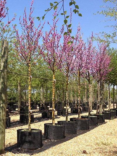 Judas tree tree 2.00 m - 2.20 m Cercis chinensis Avondale