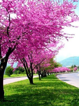 Judas tree tree 2.00 m - 2.20 m Cercis chinensis Avondale