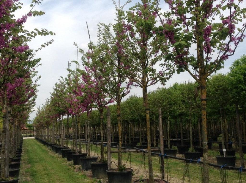 Judas tree tree 2.00 m - 2.20 m Cercis chinensis Avondale