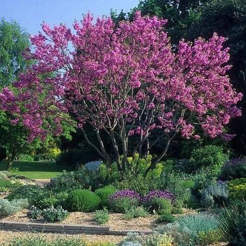 Arborele Iudei tufa 1.20 - 1.50 m Cercis chinensis Avondale