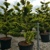Chiparos leylandii Gold Rider "Bonsai 1.80-2.00 m  Cupressocyparis leylandii "Gold Rider "